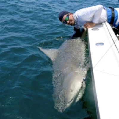 Josh Jorgensen leaning over a boat with a bull shark