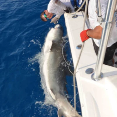 Josh Jorgensen leaning over a boat with a tiger shark