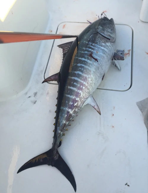A fish laying on the boat floor