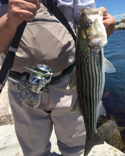 An angler holding a striped bass