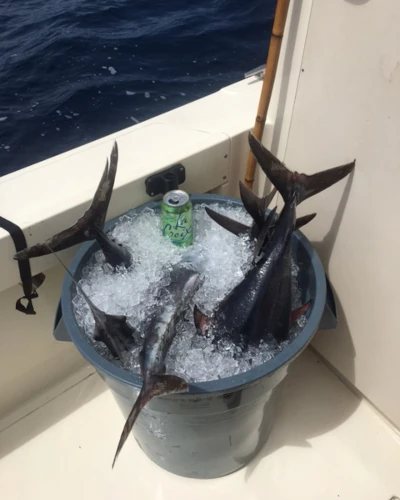 A few fish in an ice bucket with tails sticking out