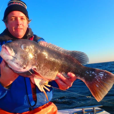 An angler holding a blackfish