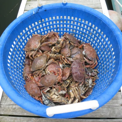 Whitelegger crabs in a basket