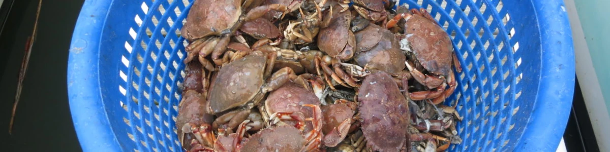Close-up of whitelegger crabs in a basket