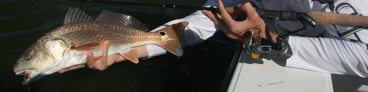 Close-up of a redfish being held over the edge of a boat