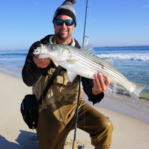 An angler kneeling on a beach holding a striped bass