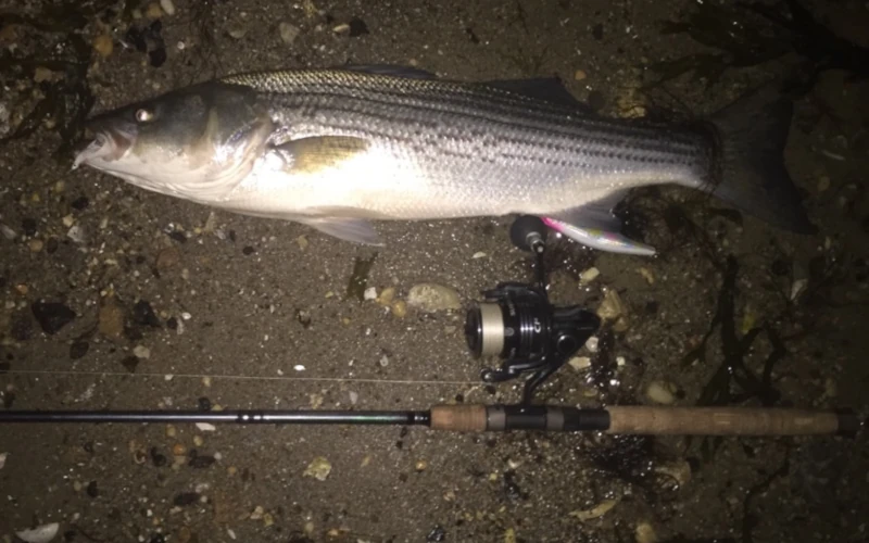 A striper laying on the sand and rocks next to a fishing rod