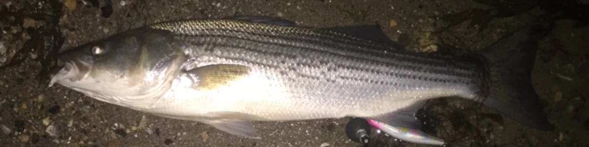 Close-up of a striper laying on the sand and rocks