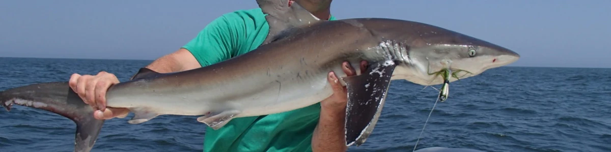 Close-up of a shark being held by an angler
