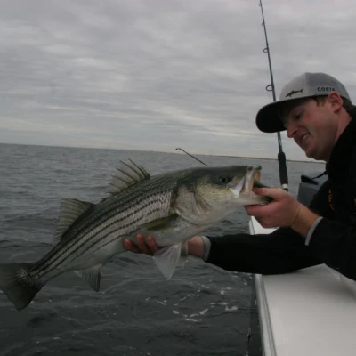 An angler holding a striper
