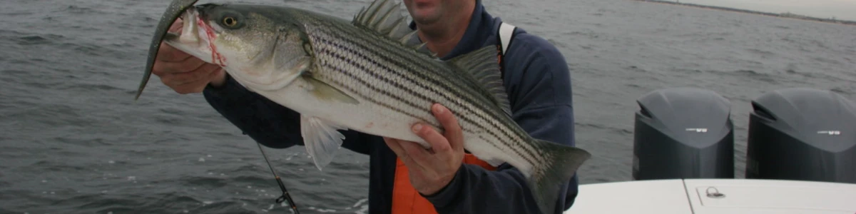 Close-up of a an angler holding a striper