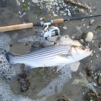 A striper and a fishing rod laying on shore in the water