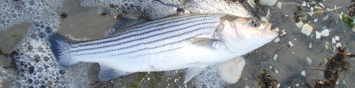 A striper laying in the water near shore