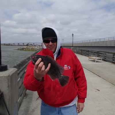An angler holding a blackfish while standing on a pier