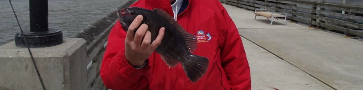 Close-up of an angler holding a blackfish while standing on a pier