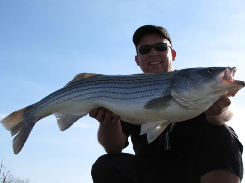 An angler holding a larger striper