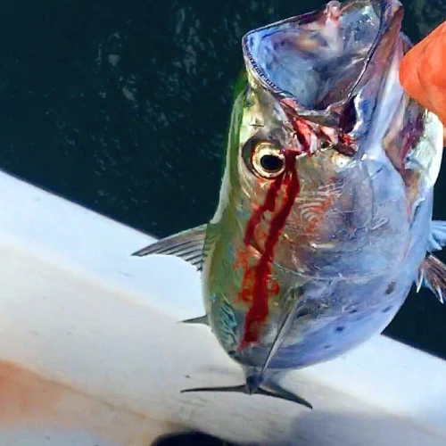 Close-up of a bloody false albacore (bonito) fish