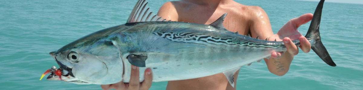 Close-up of an angler holding a false albacore (bonito)