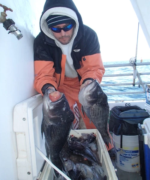 An angler holding two sea bass and leaning over a cooler full of more fish