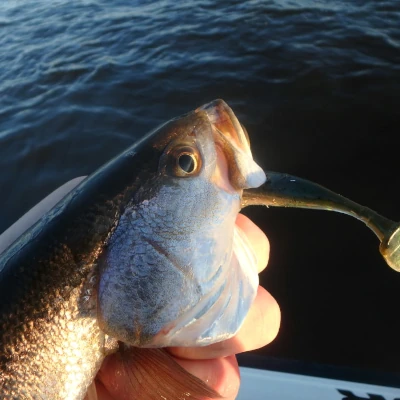 Close-up of a fish with a soft bait in its mouth