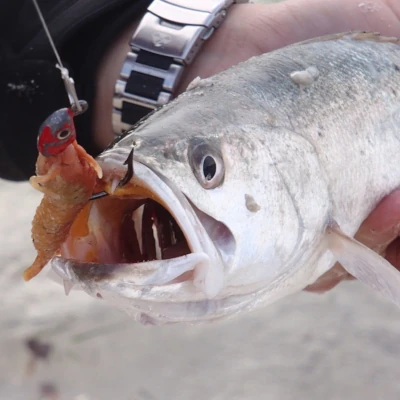 Close-up of a fish with a soft bait jig in its mouth
