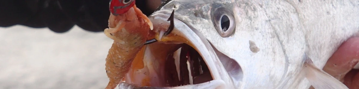 Close-up of a fish with a soft bait jig in its mouth