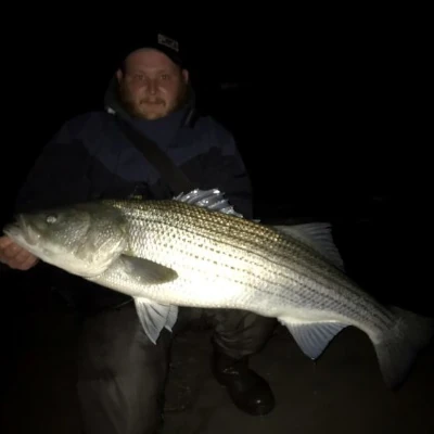 An angler in the dark holding a large striped bass