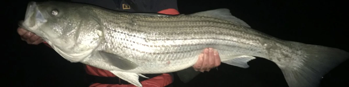 Close-up of striper being held by an angler