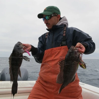 An angler on a boat holding two sea bass