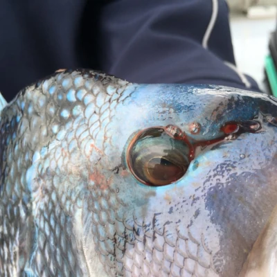 Close-up of a Sea Bass