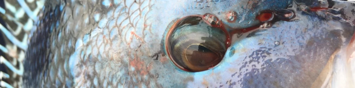 Close-up of a Sea Bass