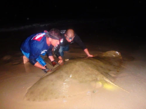 Two anglers kneeling over a ray on the beach