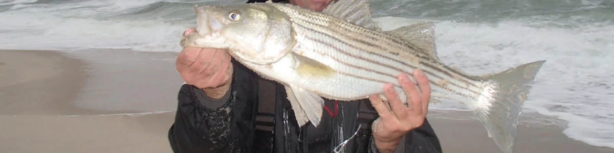 Close-up of Nick Honachefsky holding a striper