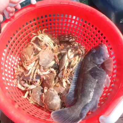 A crab pot filled with whitelegger crabs and a blackfish