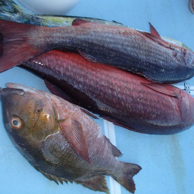 Red snapper and grouper that have been caught laying on a boat floor