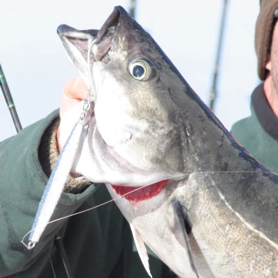 Close-up of a fish being held by an angler