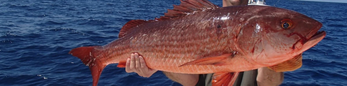 Close-up of a red snapper