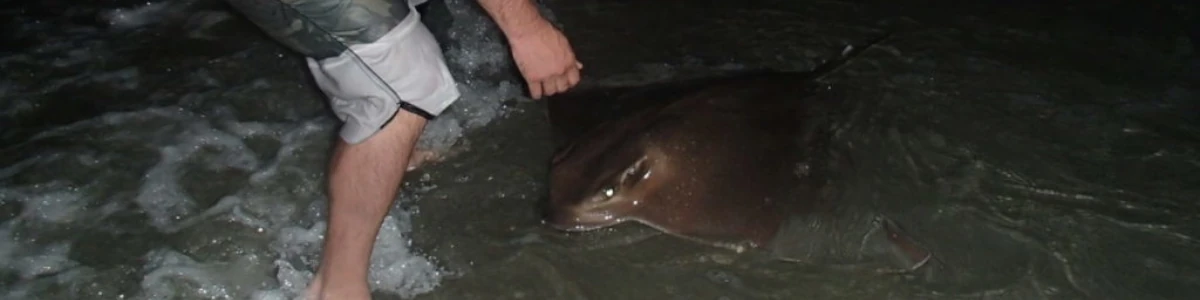 Close-up of a an angler holding a ray in the water