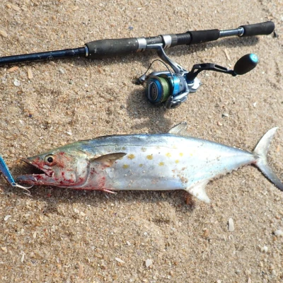 A spnish mackerel laying on the sand with a fishing rod and reel