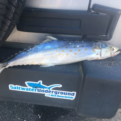 Close-up of a spanish mackerel