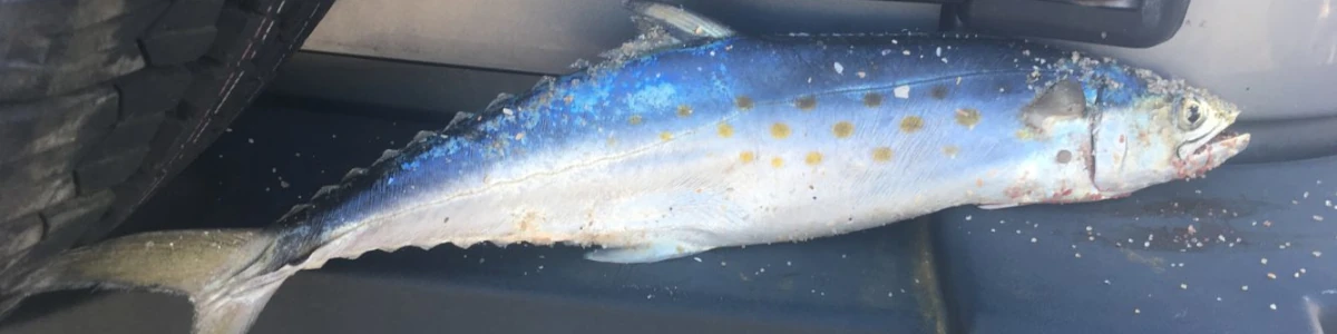 Close-up of a spanish mackerel