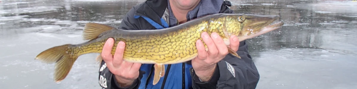 Close-up of a an angler holding a pike
