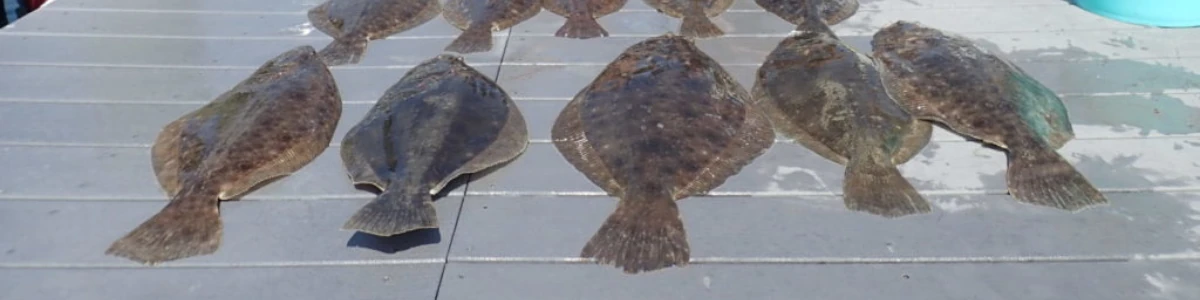 Close-up of several fluke laying on the dock