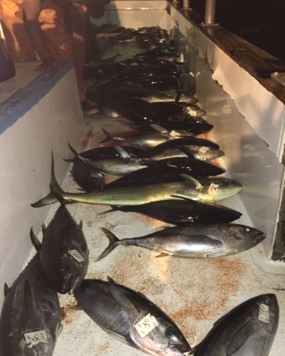 Boat with yellowfin tuna all along the floor