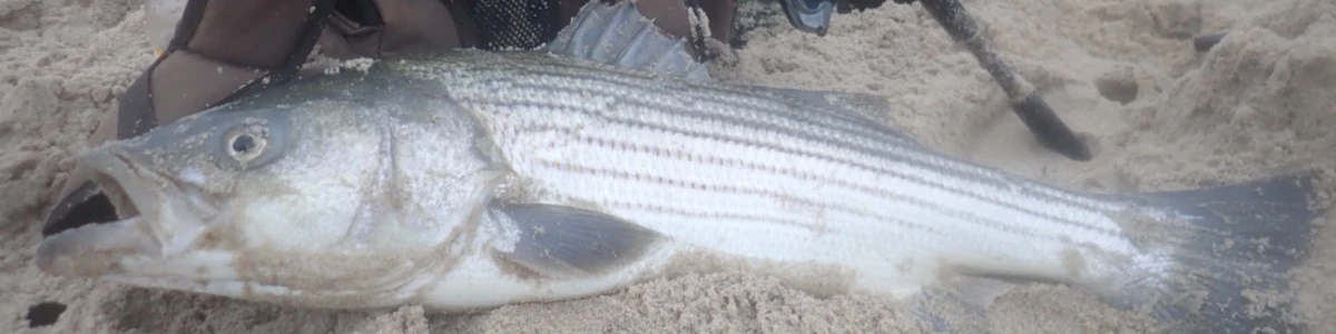 Close-up of a striped bass, tackle backpack, and fishing rod on a beach