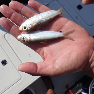 Two pilchard in an anglers hand with the Islamorada Bridge in the background