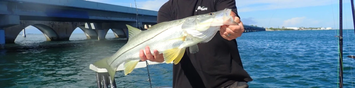 Close-up of an angler holding a snook