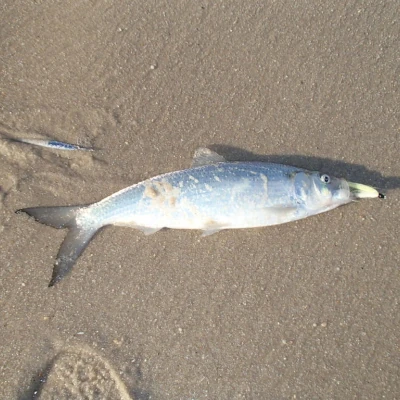 A hickory shad laying on the sand