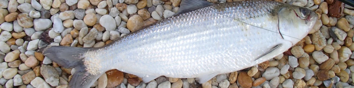 Close-up of a hickory shad