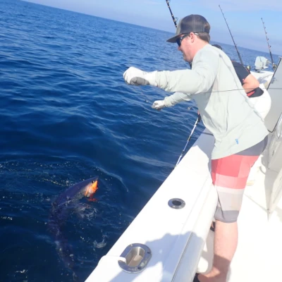 An angler landing a mako shark from a boat